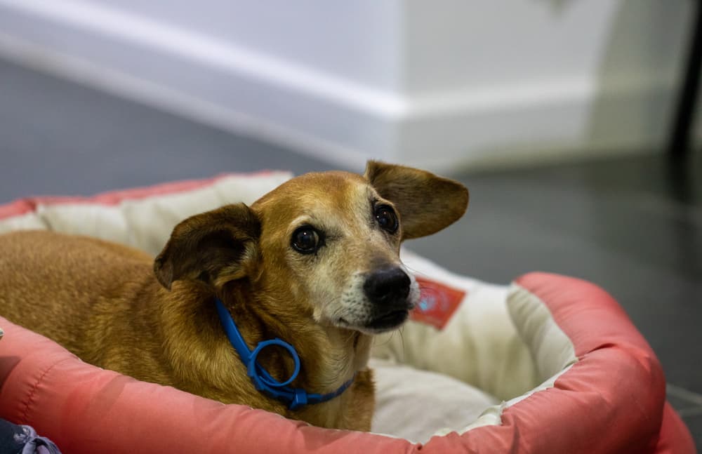 Complete Guide on How to Help a Dog With Arthritis Bionic Pets