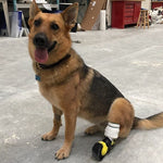 Load image into Gallery viewer, Canine Partial Limb Prosthetic (Solid)
