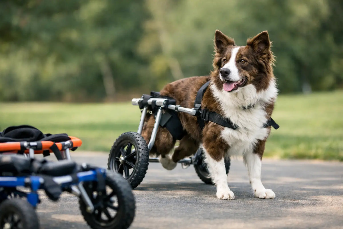 Choosing a Dog Cart for Back Legs