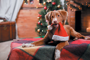 Keeping Your Dog Safe While Holiday Entertaining