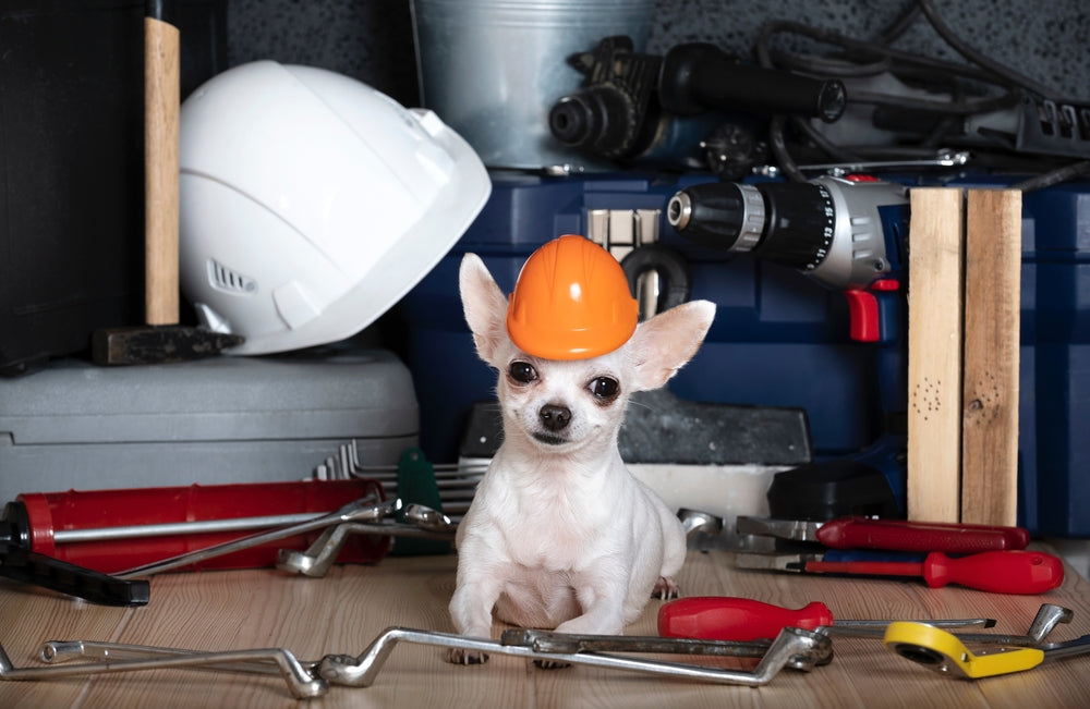 What Causes the Need for a Hydrocephalus Animal Helmet in Dogs?