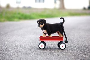 What are the Best Pet Prosthetics Wagons for Your Pet?