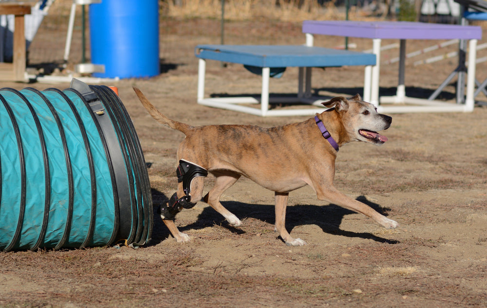 How Many Hours a Day Should My Pet Wear a Dog Knee Brace?
