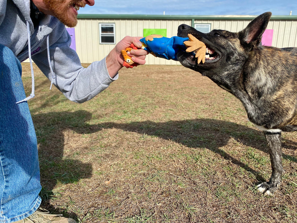 Why You Should Choose Bionic Pets Prosthetics
