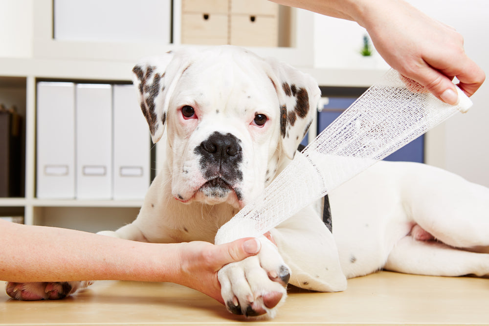 How Does a Hock or Carpal Brace for Dogs Work?