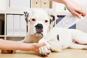 How Does a Hock or Carpal Brace for Dogs Work?