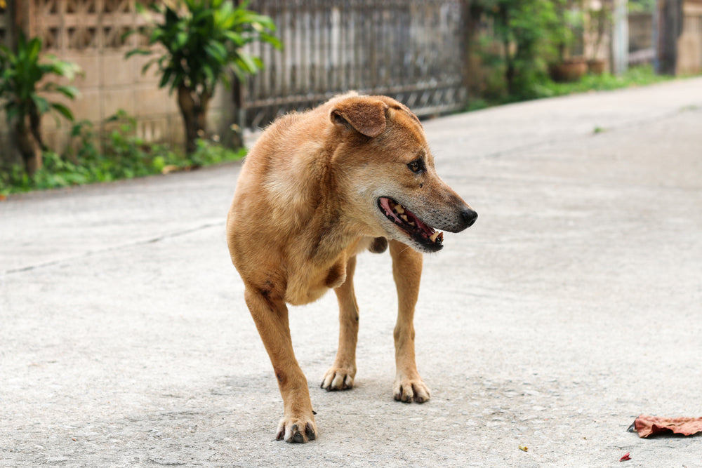 Pet Prosthetics FAQs: How Can I Help My Dog with an Amputated Leg?