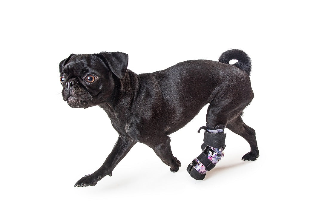 Custom-Made Prosthetics for Dogs
