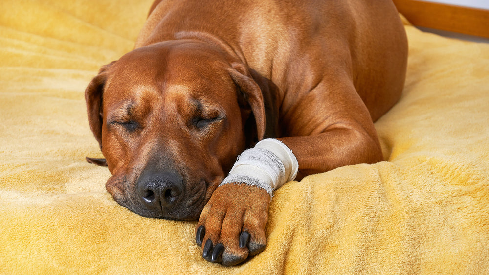 What is the Best Wrist Brace for Pets?