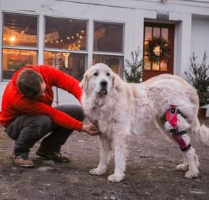 Knee Braces for Dogs: A Complete Overview