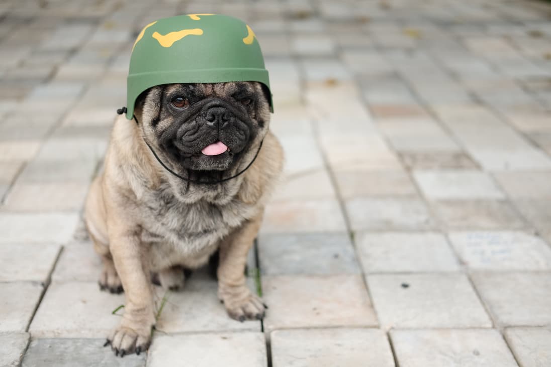 Can a Dog With Hydrocephalus Survive?