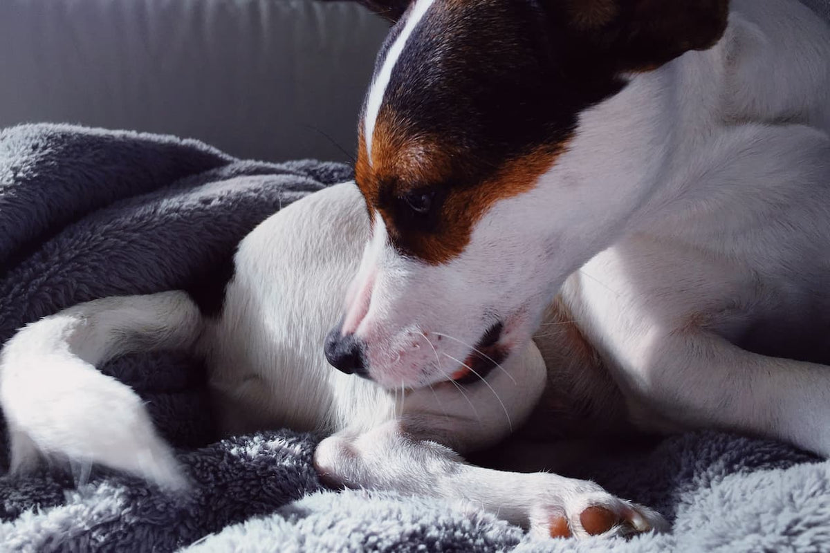 Can You Wrap a Dog's Torn ACL?
