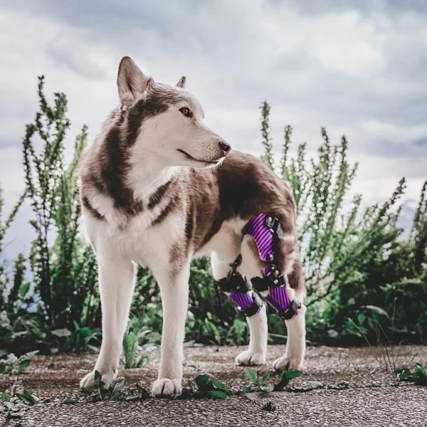 Custom Dog Braces for Chronic Conditions