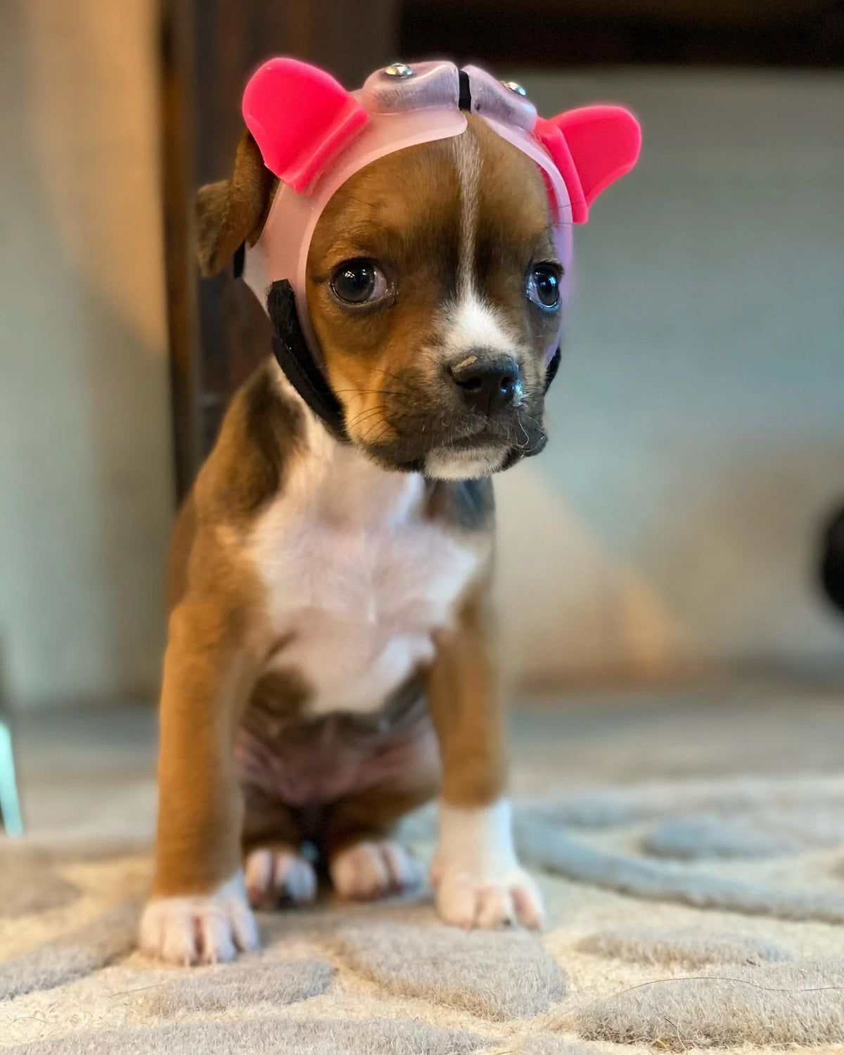 How Does a Hydrocephalus Dog Helmet Work?