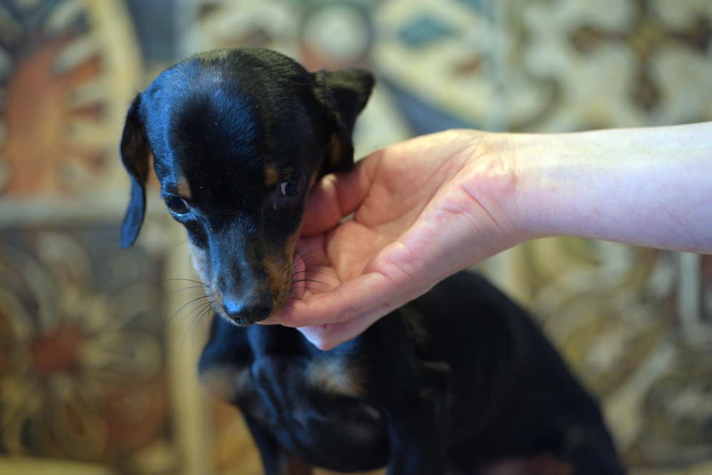 Is a Puppy With Hydrocephalus in Pain?