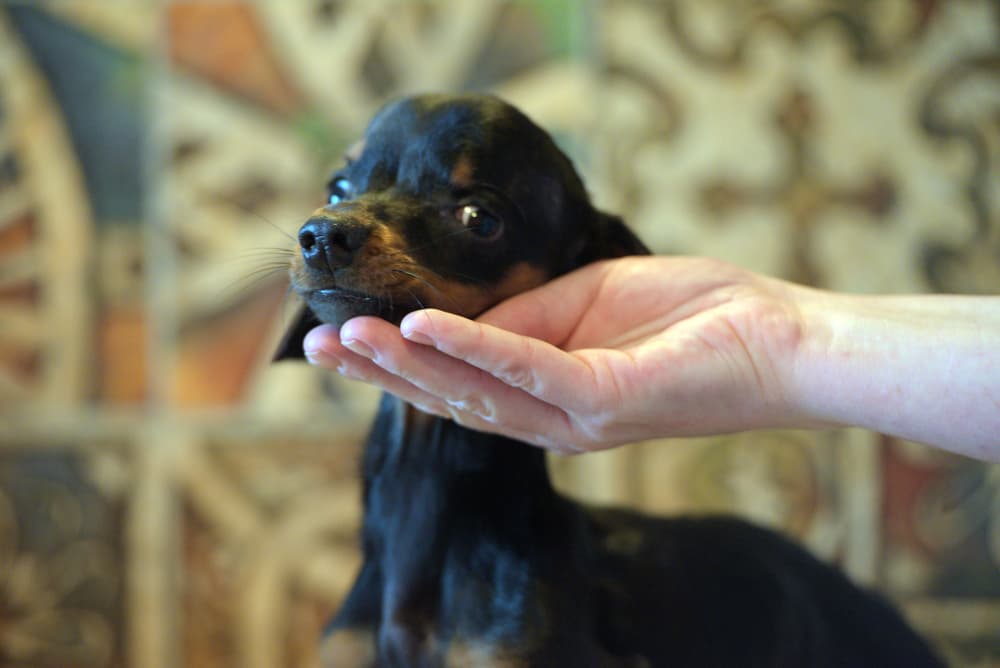 what causes hydrocephalus in puppies