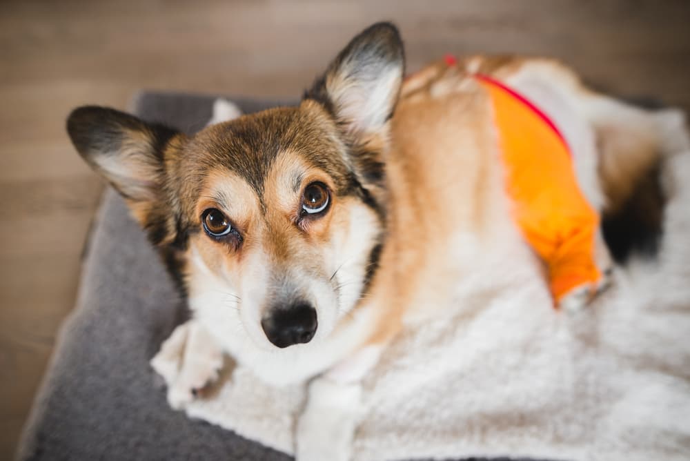 can a dogs acl heal without surgery