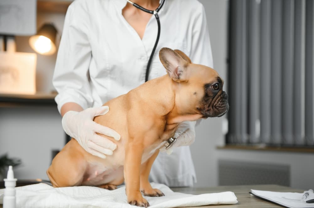 can a dog live with a torn acl