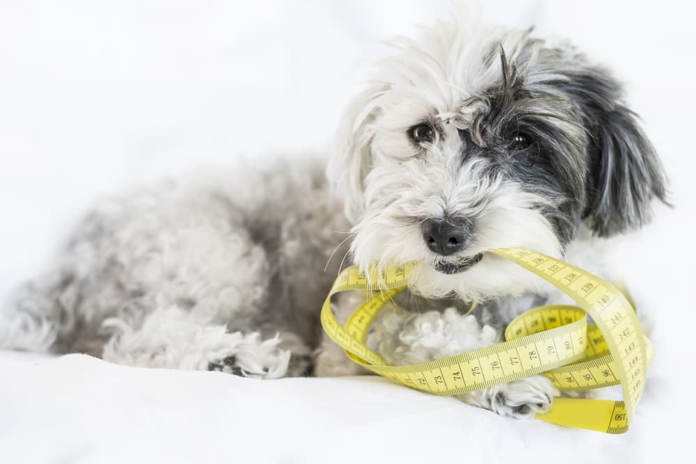how to measure dog for knee brace