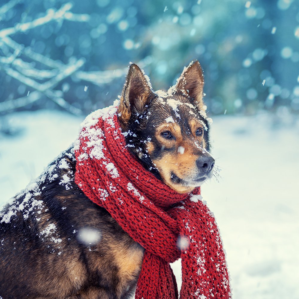 Dog with scarf