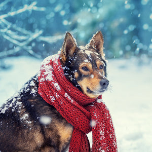 3 Tips for Keeping Your Handicapped Pet Safe in Winter