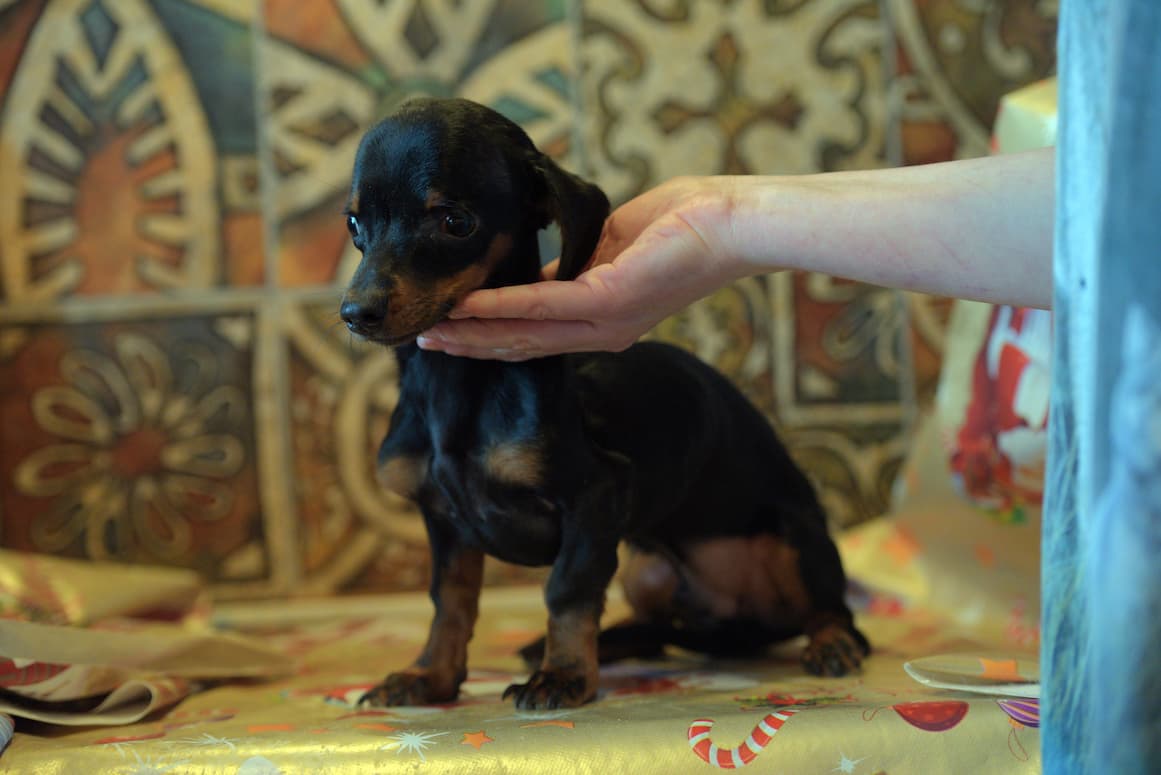 What Is Hydrocephalus in Dogs?