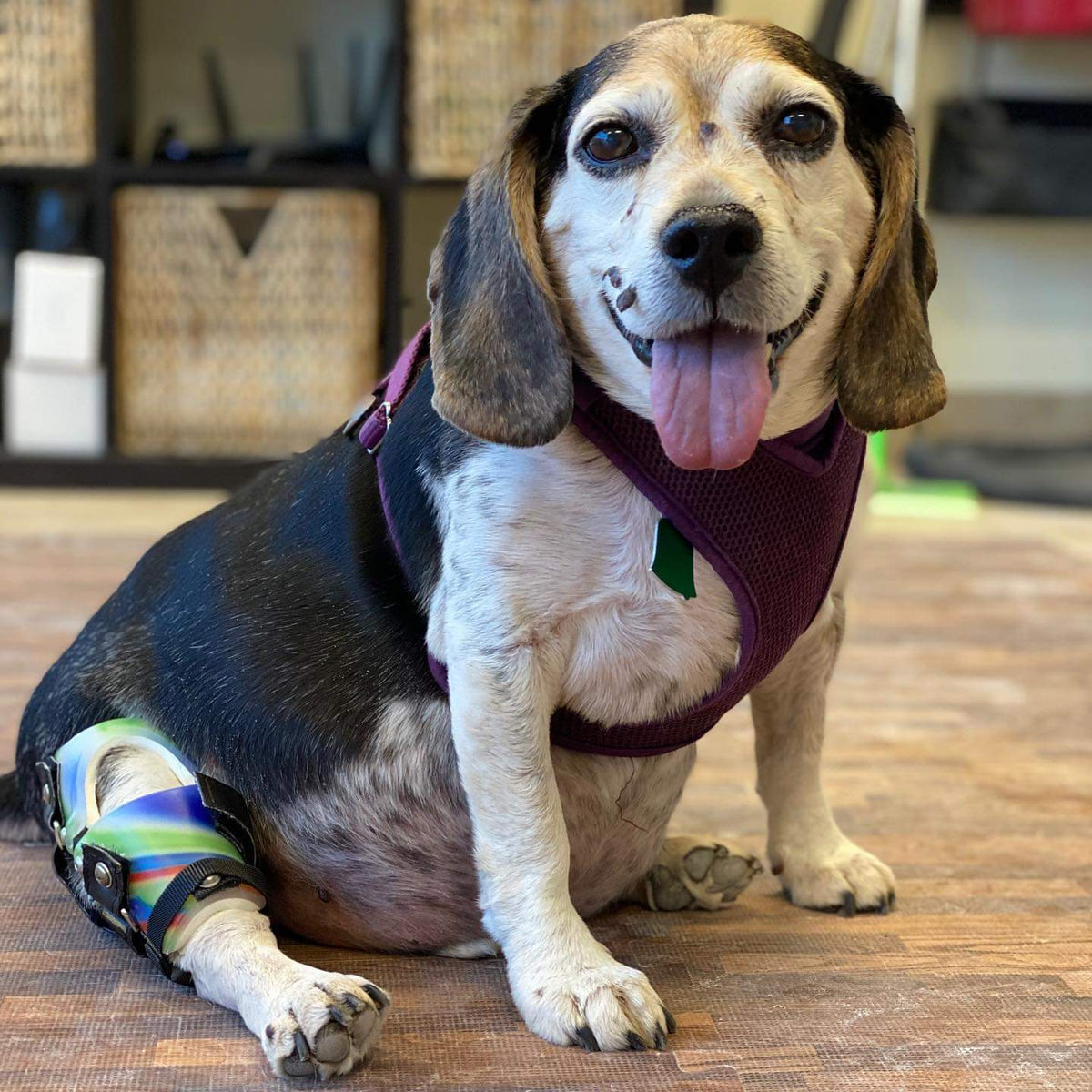 Braces – Bionic Pets