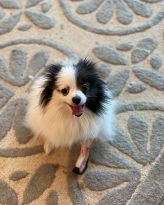 Custom Partial Prosthetic Limbs | Canine Prosthetics