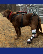 Load image into Gallery viewer, Custom Canine Tarsal (Ankle/Hock) Brace

