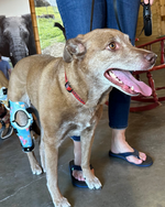 Load image into Gallery viewer, Custom Canine Stifle (Knee) Brace

