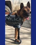 Cargar imagen en el visor de la galería, Canine Full Limb Prosthetic - Thermoformed Plastic Body Jacket
