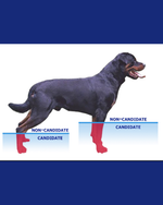 Cargar imagen en el visor de la galería, Custom Partial Prosthetic Limbs | Canine Prosthetics
