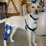 Load image into Gallery viewer, Custom Canine Stifle (Knee) Brace
