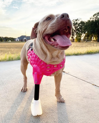Canine Full Limb Prosthetic - Thermoformed Plastic Body Jacket