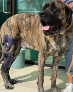 Load image into Gallery viewer, Custom Canine Stifle (Knee) Brace
