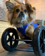 Load image into Gallery viewer, Thermoformed Plastic Animal Wagon

