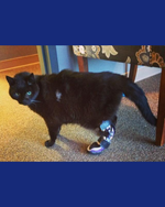 Load image into Gallery viewer, Custom Canine Tarsal (Ankle/Hock) Brace
