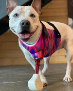 Cargar imagen en el visor de la galería, Canine Full Limb Prosthetic - Thermoformed Plastic Body Jacket

