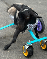 Load image into Gallery viewer, Thermoformed Plastic Animal Wagon

