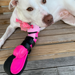Cargar imagen en el visor de la galería, Custom Partial Prosthetic Limbs | Canine Prosthetics
