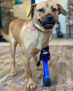 Cargar imagen en el visor de la galería, Custom Partial Prosthetic Limbs | Canine Prosthetics
