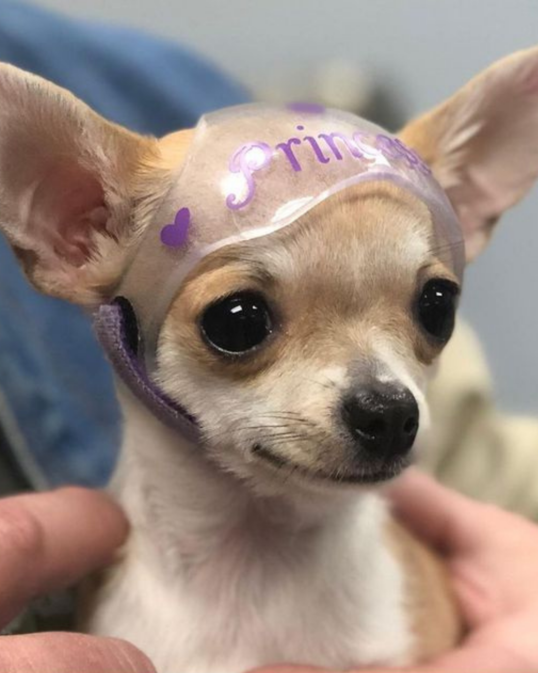 Custom Dog Helmet for Hydrocephalus & Head Trauma