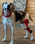 Load image into Gallery viewer, Custom Canine Stifle (Knee) Brace
