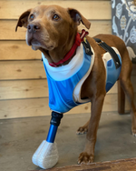 Cargar imagen en el visor de la galería, Canine Full Limb Prosthetic - Thermoformed Plastic Body Jacket
