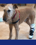Load image into Gallery viewer, Custom Canine Tarsal (Ankle/Hock) Brace

