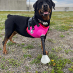 Cargar imagen en el visor de la galería, Canine Full Limb Prosthetic - Thermoformed Plastic Body Jacket

