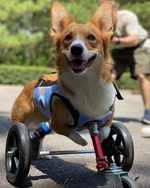 Load image into Gallery viewer, Thermoformed Plastic Animal Wagon

