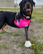 Cargar imagen en el visor de la galería, Canine Full Limb Prosthetic - Thermoformed Plastic Body Jacket

