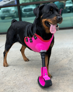 Cargar imagen en el visor de la galería, Canine Full Limb Prosthetic - Thermoformed Plastic Body Jacket
