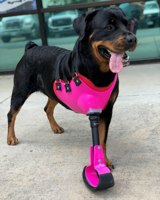 Canine Full Limb Prosthetic - Thermoformed Plastic Body Jacket
